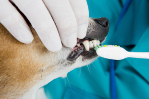 Pet Dental Care in New Braunfels